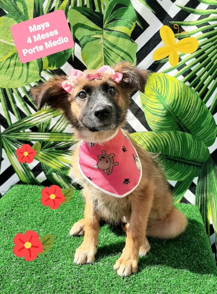 Cachorro raça Srd idade 2 a 6 meses nome Maia