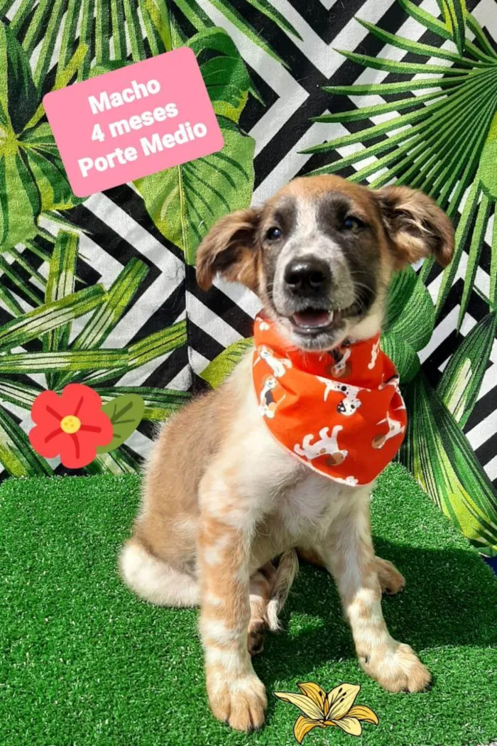 Cachorro raça Srd idade 2 a 6 meses nome Fabinho