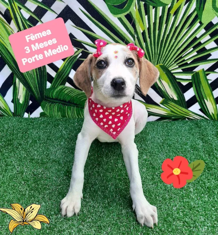 Cachorro raça Srd idade 2 a 6 meses nome Star