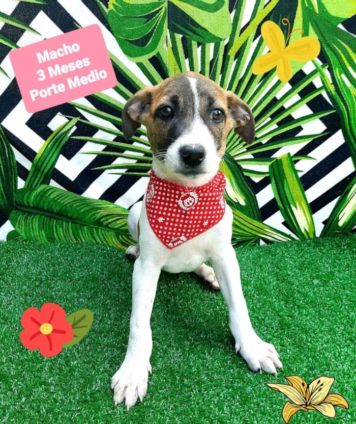 Cachorro raça Srd idade 2 a 6 meses nome Tobe