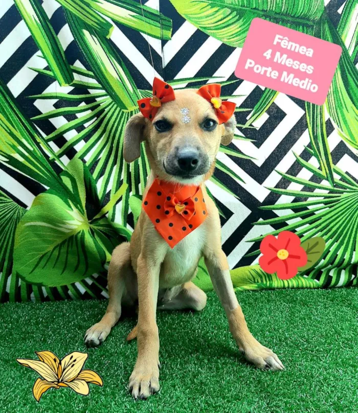 Cachorro raça Srd idade 2 a 6 meses nome Filo