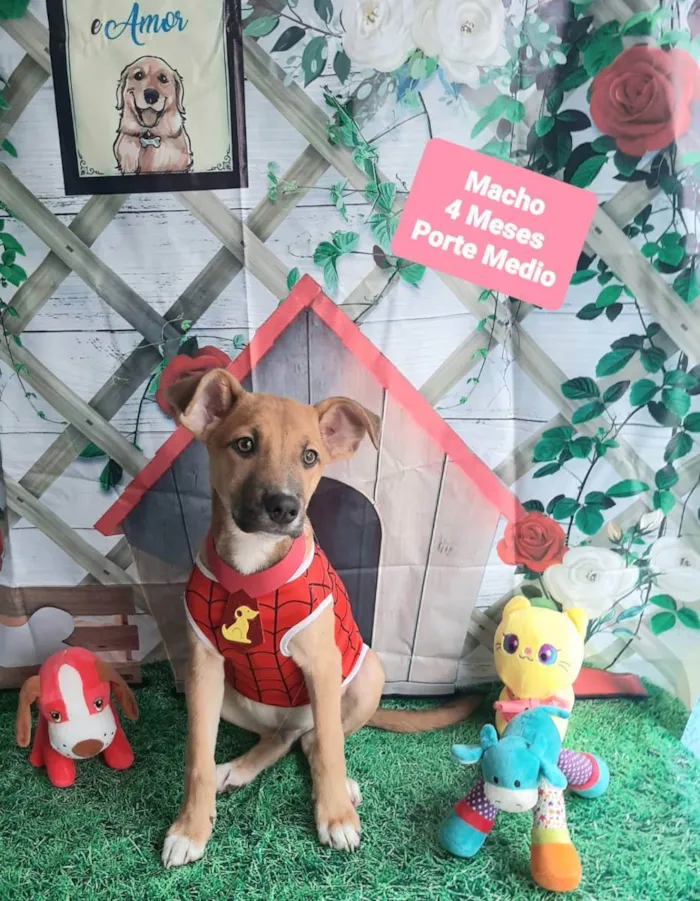 Cachorro raça Srd idade 2 a 6 meses nome Aranha