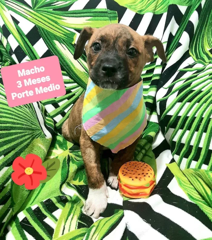 Cachorro raça Srd idade 2 a 6 meses nome Zeus