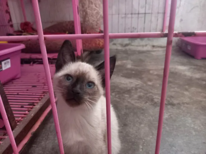 Gato raça SRD idade Abaixo de 2 meses nome Hugo