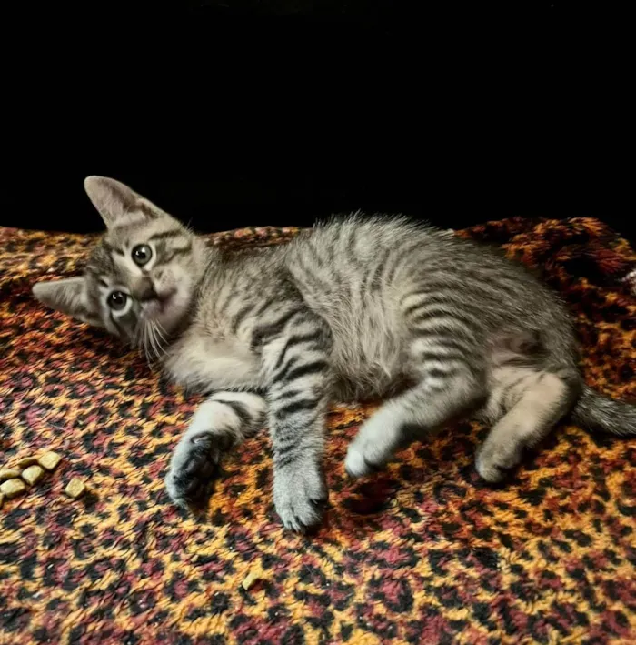 Gato raça SRD idade Abaixo de 2 meses nome Tico