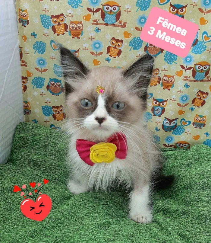 Gato raça Srd idade 2 a 6 meses nome Katy 