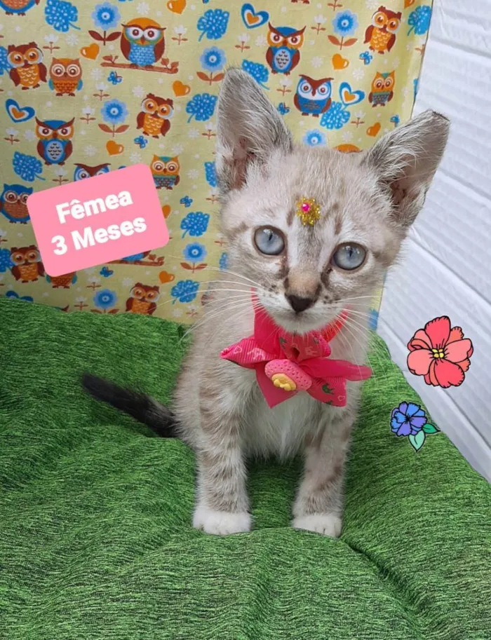 Gato raça Srd idade 2 a 6 meses nome Havana 