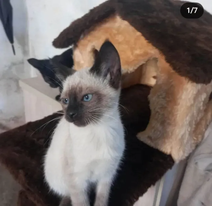 Gato raça SRD idade Abaixo de 2 meses nome JACK