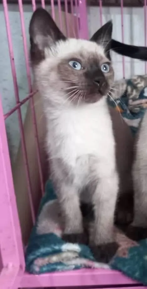 Gato raça SRD idade Abaixo de 2 meses nome JACK