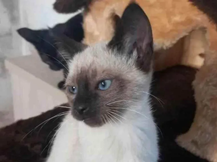 Gato raça SRD idade Abaixo de 2 meses nome JACK