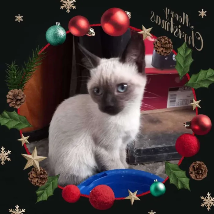 Gato raça SRD idade Abaixo de 2 meses nome JACK