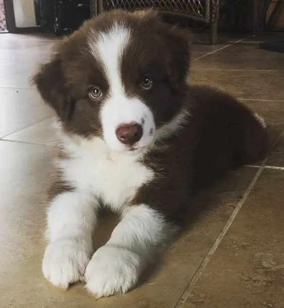 Cachorro ra a Border Collie idade Abaixo de 2 meses nome Mel, Tor