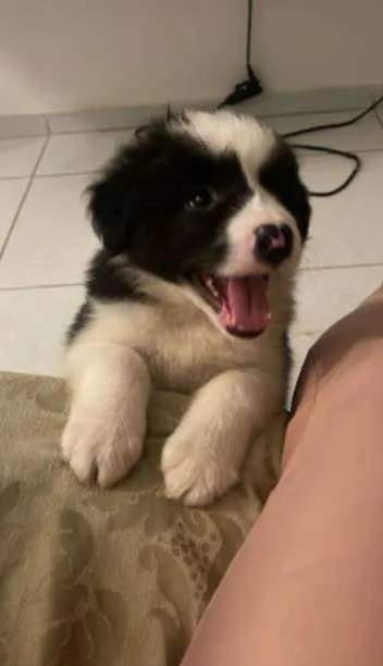 Cachorro ra a Border Collie idade Abaixo de 2 meses nome Mel, Tor