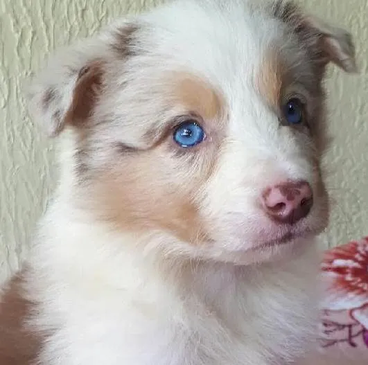 Cachorro ra a Border Collie idade Abaixo de 2 meses nome Mel, Tor