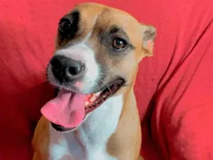 Cachorro raça Boxer mestiço idade 1 ano nome Moana