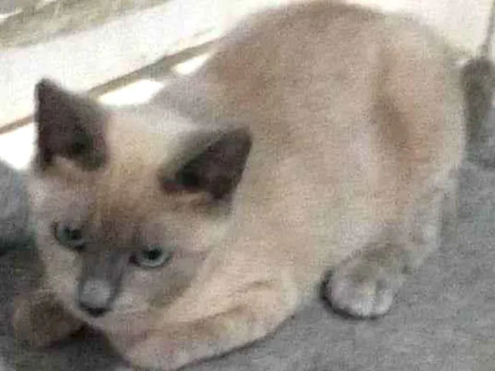 Gato ra a Felino SRD idade 2 a 6 meses nome Nuvem