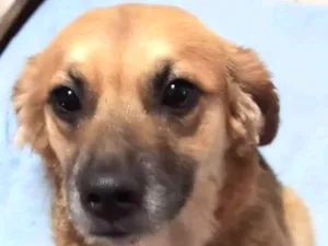 Cachorro raça SRD  idade 1 ano nome Mel