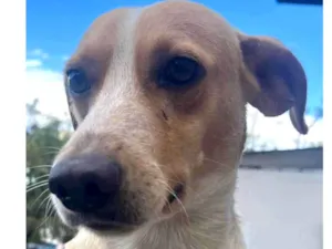 Cachorro raça SRD  idade 1 ano nome Caramel
