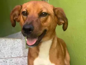 Cachorro raça SRD  idade 7 a 11 meses nome Lupi