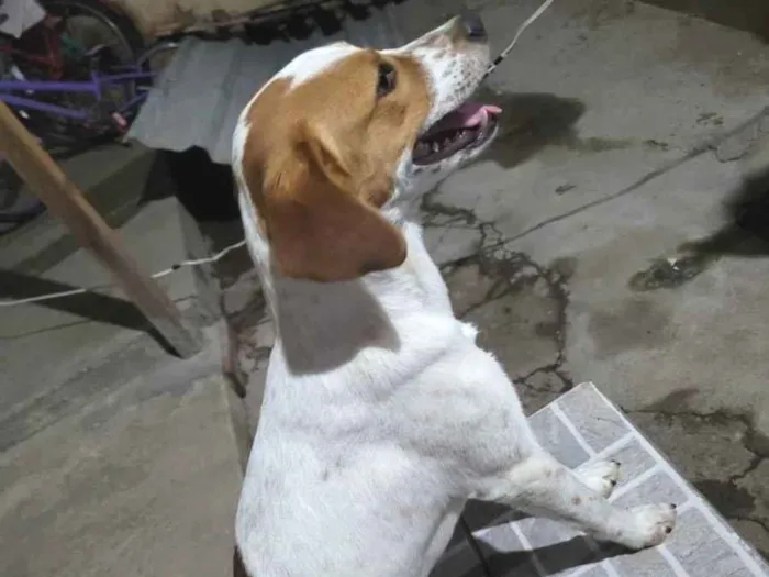 Cachorro ra a Sem raça definida idade 7 a 11 meses nome Três pintas