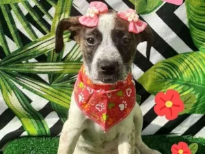 Cachorro raça Srd idade 2 a 6 meses nome Magali