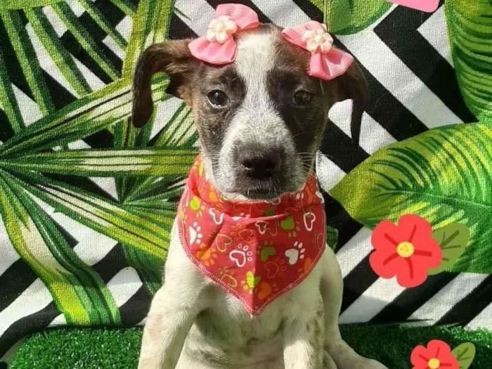 Cachorro raça Srd idade 2 a 6 meses nome Magali