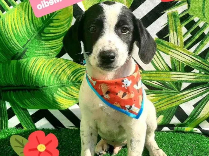 Cachorro raça Srd idade 2 a 6 meses nome Tobias