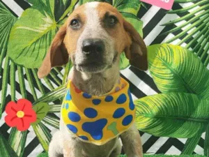 Cachorro raça Srd idade 2 a 6 meses nome Mike 