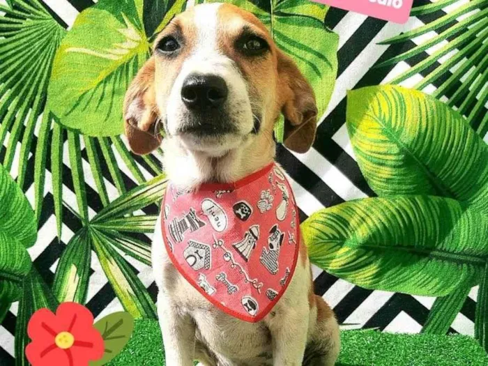 Cachorro raça Srd idade 2 a 6 meses nome Filipe 