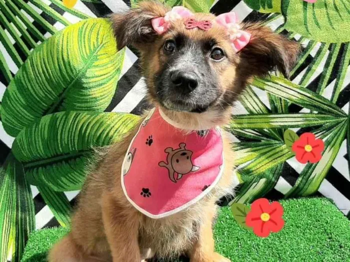 Cachorro raça Srd idade 2 a 6 meses nome Maia