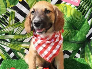 Cachorro raça Srd idade 2 a 6 meses nome Lucas
