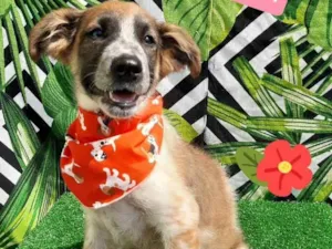 Cachorro raça Srd idade 2 a 6 meses nome Fabinho