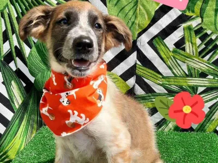 Cachorro raça Srd idade 2 a 6 meses nome Fabinho