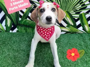Cachorro raça Srd idade 2 a 6 meses nome Star