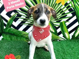 Cachorro raça Srd idade 2 a 6 meses nome Tobe