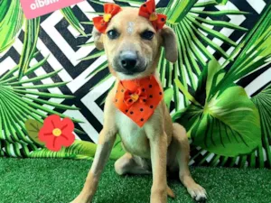 Cachorro raça Srd idade 2 a 6 meses nome Filo