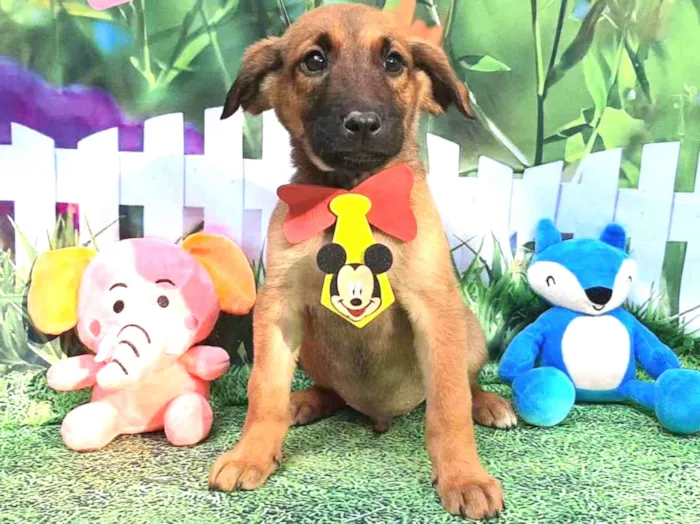 Cachorro raça Srd idade 2 a 6 meses nome Dudu 