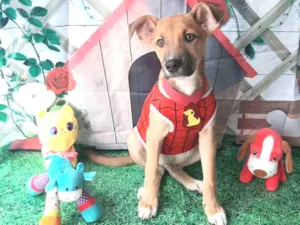 Cachorro raça Srd idade 2 a 6 meses nome Aranha