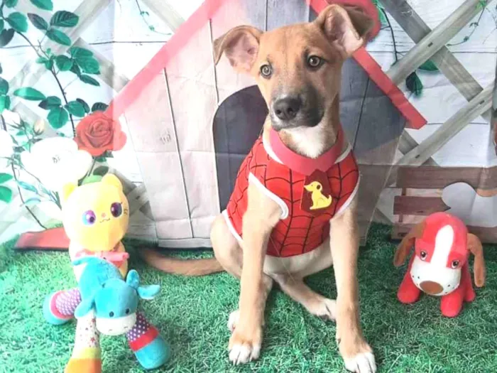 Cachorro raça Srd idade 2 a 6 meses nome Aranha