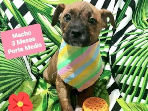 Cachorro raça Srd idade 2 a 6 meses nome Zeus