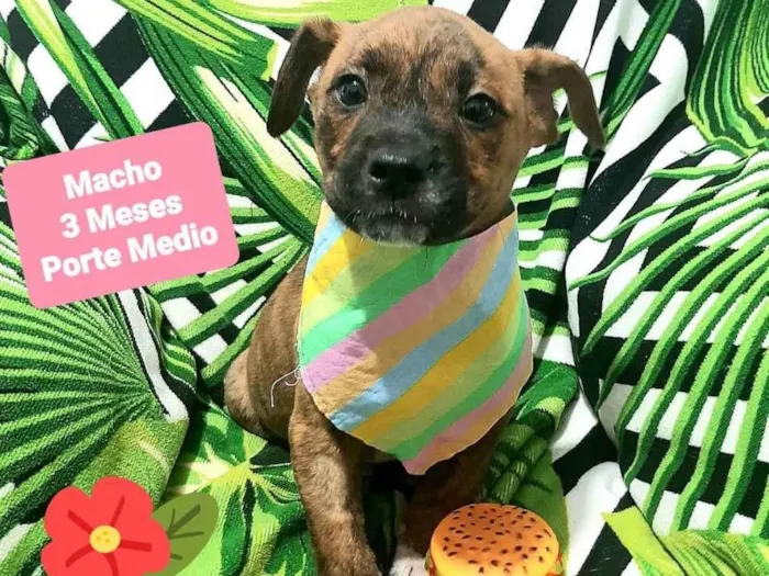 Cachorro raça Srd idade 2 a 6 meses nome Zeus