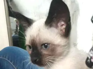 Gato raça SRD idade Abaixo de 2 meses nome Hugo