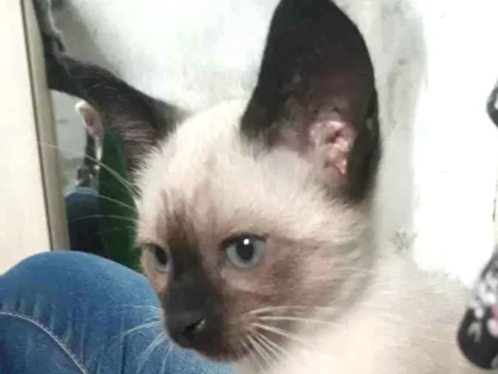 Gato raça SRD idade Abaixo de 2 meses nome Hugo