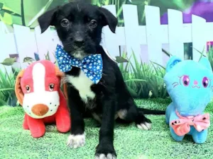 Cachorro raça Srd idade 2 a 6 meses nome Raji 
