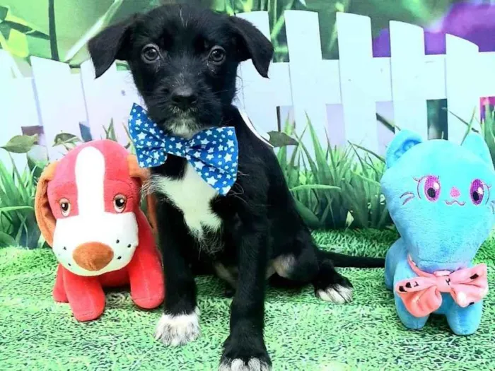 Cachorro raça Srd idade 2 a 6 meses nome Raji 