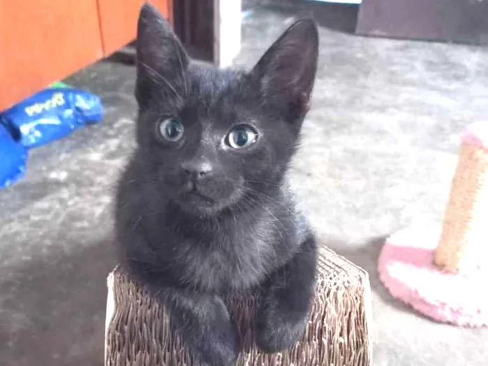 Gato raça SRD idade Abaixo de 2 meses nome Gus