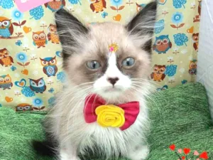 Gato raça Srd idade 2 a 6 meses nome Katy 