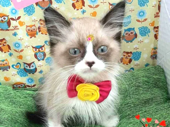 Gato raça Srd idade 2 a 6 meses nome Katy 