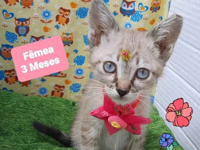 Gato raça Srd idade 2 a 6 meses nome Havana 