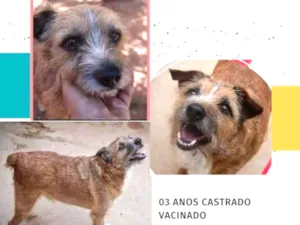 Cachorro raça SRD idade 3 anos nome Chico